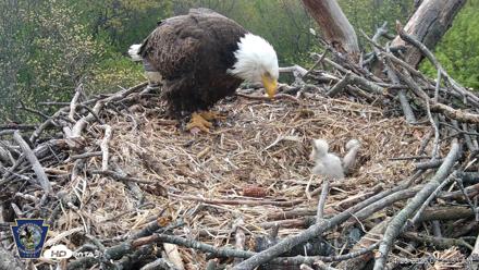 Hanover Eagles Live Cam - Apr 20, 2026, 9:26am EDT