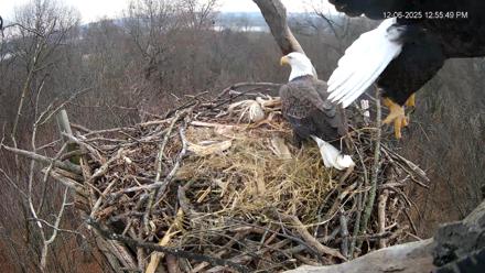 Hanover Eagles Live Cam - Dec 6, 2025, 12:56pm EST