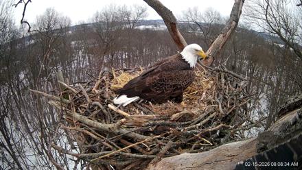 Hanover Eagles Live Cam - Feb 15, 2026, 8:08am EST