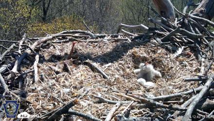 Hanover Eagles Live Cam - Apr 14, 2026, 12:42pm EDT