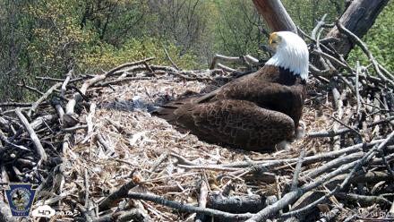 Hanover Eagles Live Cam - Apr 17, 2026, 12:57pm EDT