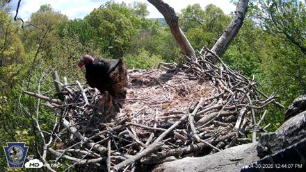 Hanover Eagles Live Cam - Apr 30, 2026, 12:44pm EDT