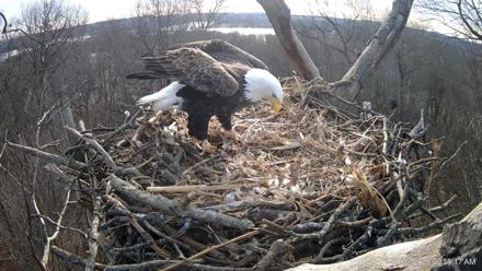 Hanover Eagles Live Cam - Jan 23, 2026, 9:59am EST