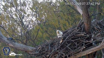 Hanover Eagles Live Cam - Apr 17, 2026, 7:38pm EDT