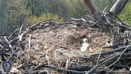 Hanover Eagles Live Cam - Apr 16, 2026, 9:55am EDT
