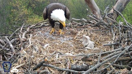 Hanover Eagles Live Cam - Apr 17, 2026, 12:21pm EDT
