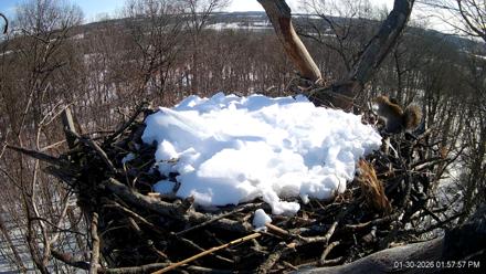 Hanover Eagles Live Cam - Jan 30, 2026, 1:58pm EST