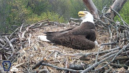 Hanover Eagles Live Cam - Apr 17, 2026, 11:09am EDT