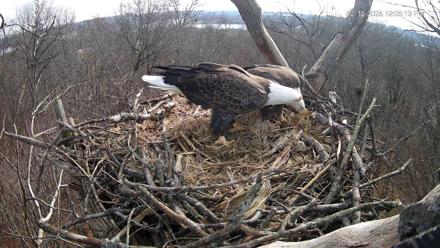 Hanover Eagles Live Cam - Dec 12, 2025, 12:06pm EST