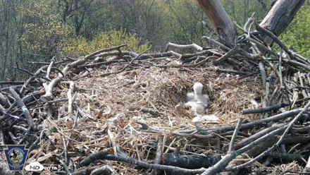Hanover Eagles Live Cam - Apr 16, 2026, 10:08am EDT