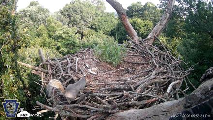 Hanover Eagles Live Cam - Jun 11, 2026, 5:54pm EDT