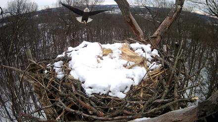 Hanover Eagles Live Cam - Dec 15, 2025, 12:07pm EST