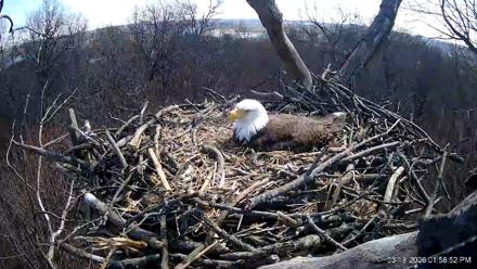 Hanover Eagles Live Cam - Mar 18, 2026, 1:58pm EDT