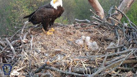 Hanover Eagles Live Cam - Apr 16, 2026, 7:20pm EDT