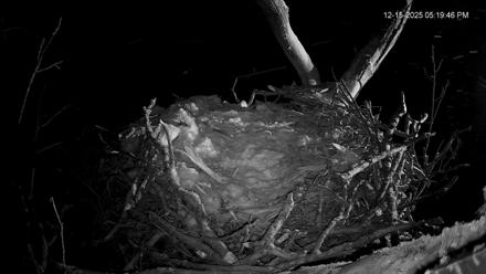 Hanover Eagles Live Cam - Dec 15, 2025, 5:20pm EST