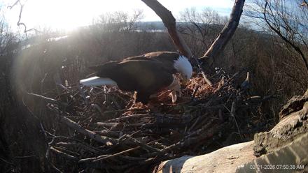 Hanover Eagles Live Cam - Feb 21, 2026, 7:50am EST