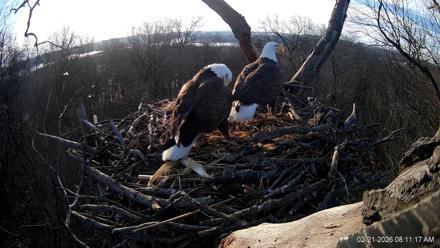 Hanover Eagles Live Cam - Feb 21, 2026, 8:11am EST