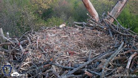 Hanover Eagles Live Cam - Apr 20, 2026, 8:01pm EDT