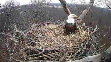 Hanover Eagles Live Cam - Jan 3, 2026, 3:32pm EST
