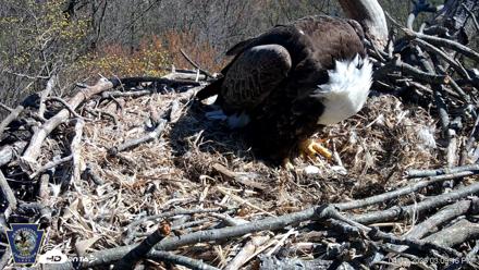 Hanover Eagles Live Cam - Apr 11, 2026, 3:09pm EDT
