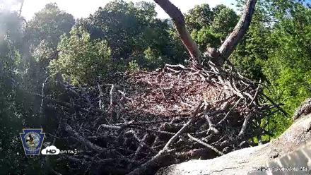 Hanover Eagles Live Cam - May 12, 2026, 8:06am EDT