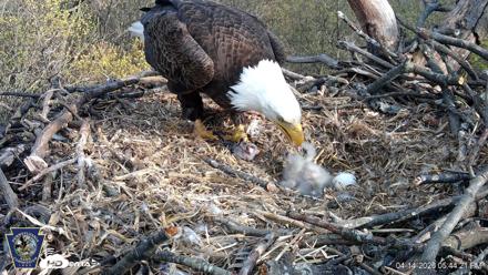 Hanover Eagles Live Cam - Apr 14, 2026, 5:44pm EDT