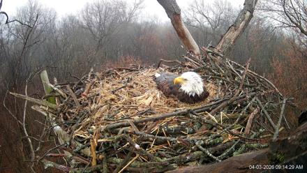 Hanover Eagles Live Cam - Apr 3, 2026, 9:15am EDT