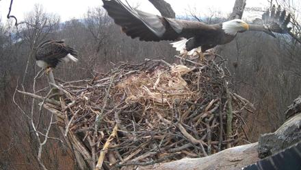 Hanover Eagles Live Cam - Dec 6, 2025, 10:57am EST