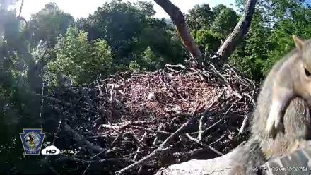 Hanover Eagles Live Cam - May 13, 2026, 8:14am EDT