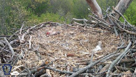Hanover Eagles Live Cam - Apr 20, 2026, 1:35pm EDT