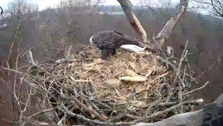 Hanover Eagles Live Cam - Dec 13, 2025, 3:26pm EST