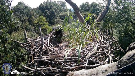 Hanover Eagles Live Cam - Aug 27, 2026, 12:48pm EDT