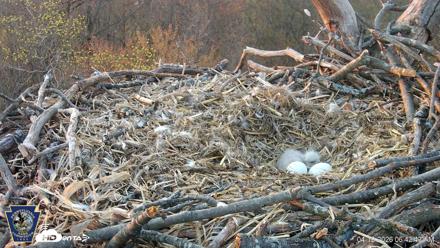 Hanover Eagles Live Cam - Apr 12, 2026, 6:43am EDT