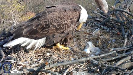 Hanover Eagles Live Cam - Apr 12, 2026, 5:26pm EDT