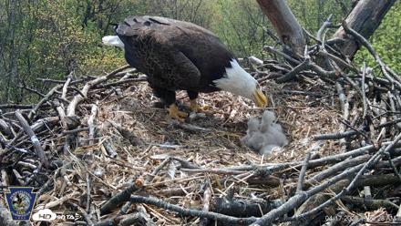 Hanover Eagles Live Cam - Apr 17, 2026, 11:23am EDT