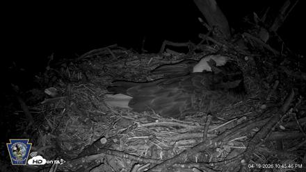Hanover Eagles Live Cam - Apr 19, 2026, 10:45pm EDT