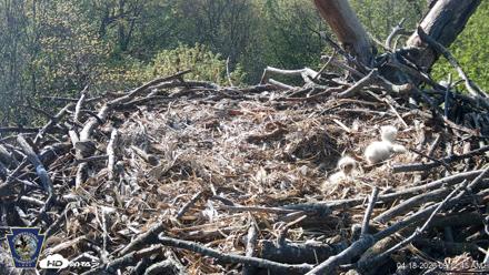 Hanover Eagles Live Cam - Apr 18, 2026, 9:13am EDT