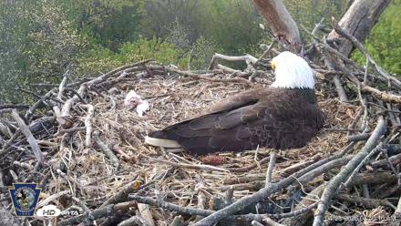 Hanover Eagles Live Cam - Apr 20, 2026, 8:50am EDT