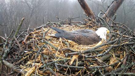 Hanover Eagles Live Cam - Mar 4, 2026, 11:54am EST