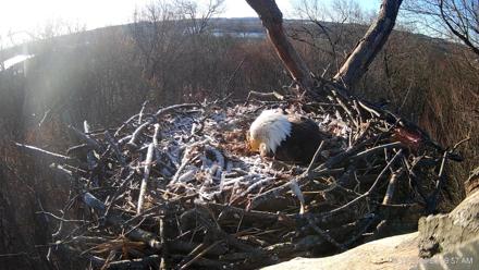 Hanover Eagles Live Cam - Mar 17, 2026, 8:19am EDT