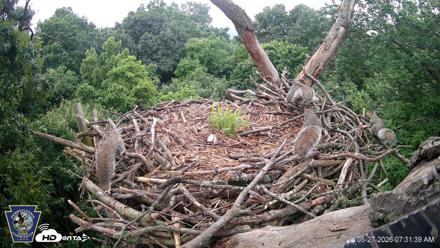 Hanover Eagles Live Cam - May 27, 2026, 7:32am EDT