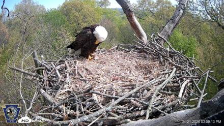 Hanover Eagles Live Cam - Apr 21, 2026, 3:09pm EDT
