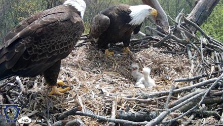 Hanover Eagles Live Cam - Apr 16, 2026, 12:30pm EDT