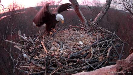 Hanover Eagles Live Cam - Mar 18, 2026, 7:05am EDT