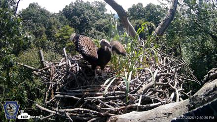 Hanover Eagles Live Cam - Aug 27, 2026, 12:51pm EDT