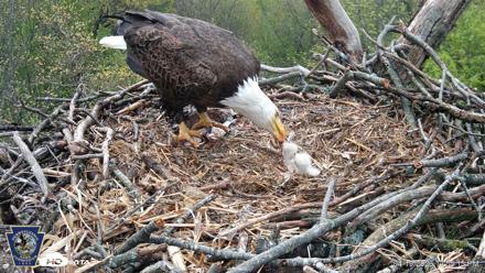 Hanover Eagles Live Cam - Apr 19, 2026, 12:55pm EDT