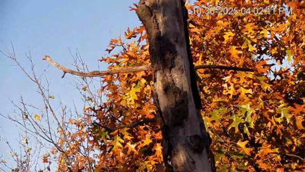 Hanover Eagles Live Cam - Oct 30, 2025, 4:03pm EDT