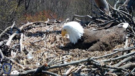 Hanover Eagles Live Cam - Apr 10, 2026, 1:26pm EDT