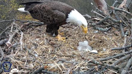 Hanover Eagles Live Cam - Apr 13, 2026, 10:59am EDT
