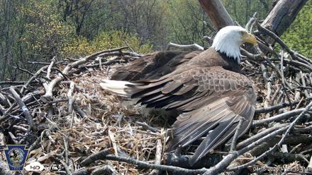 Hanover Eagles Live Cam - Apr 16, 2026, 11:24am EDT